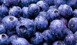 路天莱克酉蓝莓几月份成熟